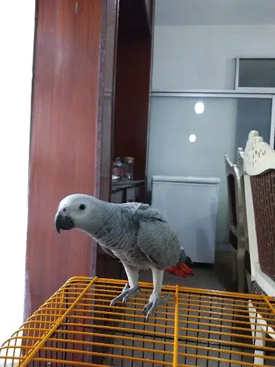 Grey Parrot – Raw Parrots Pair