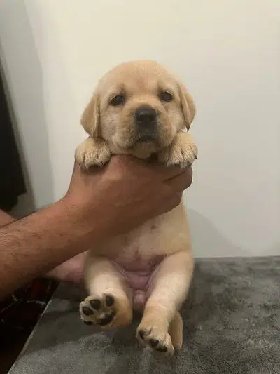 Labrador Puppies Available. from imported parents