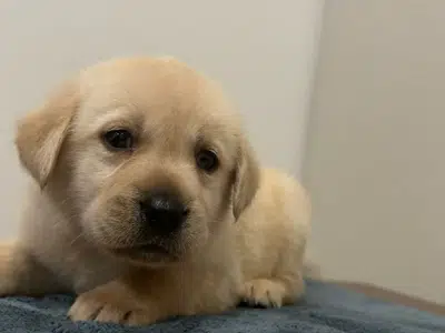 Labrador Puppies Available. from imported parents