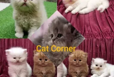 Persian cats Persian kittens/kitten for sale 03009887644