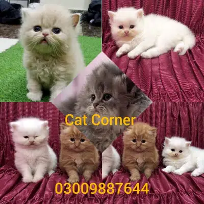 Persian cats Persian kittens/kitten for sale 03009887644