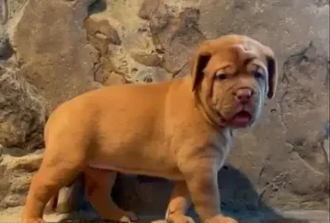 French mastiff puppy's available for sale imported parents