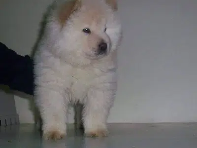 Chow chow puppy available for sale imported puppy