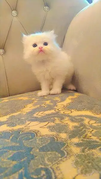 Persian triple coated good quality kittens available for sale