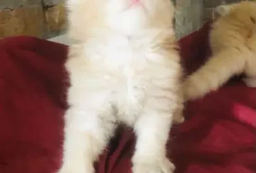 Persian kittens fawn/ginger