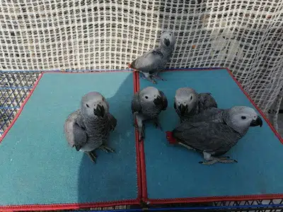 Cango African Grey Parrot chicks Location Rawalpindi 68000 per piece