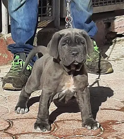 Neapolitan mastiff puppy available