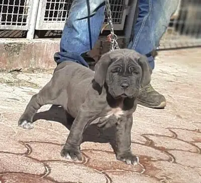 Neapolitan mastiff puppy available