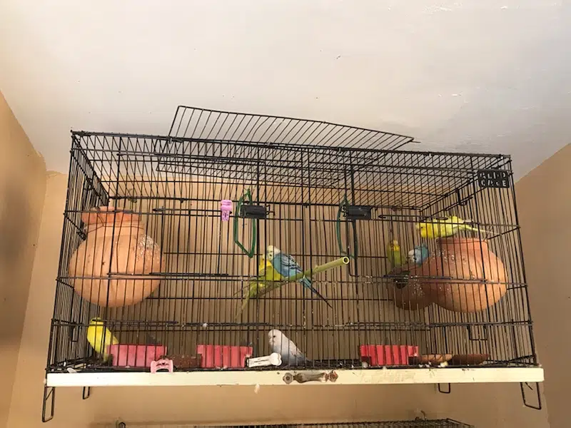 Birds Cage with birds