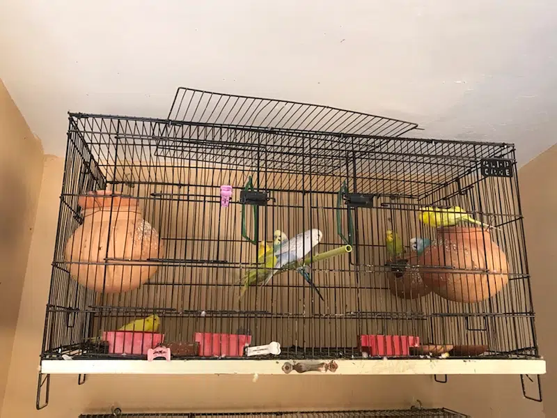 Birds Cage with birds