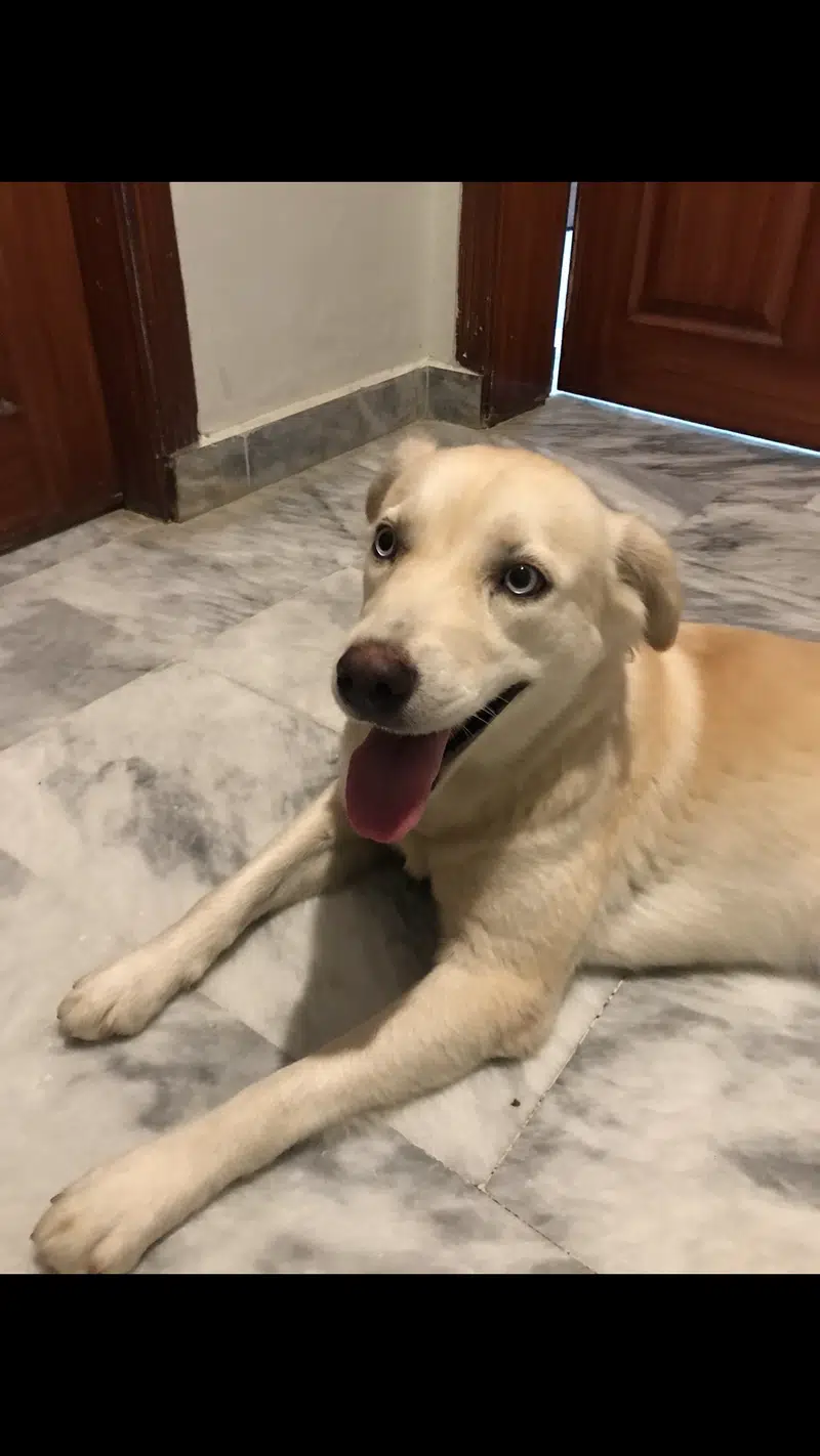 Labrador female available ( with adoption fees only)