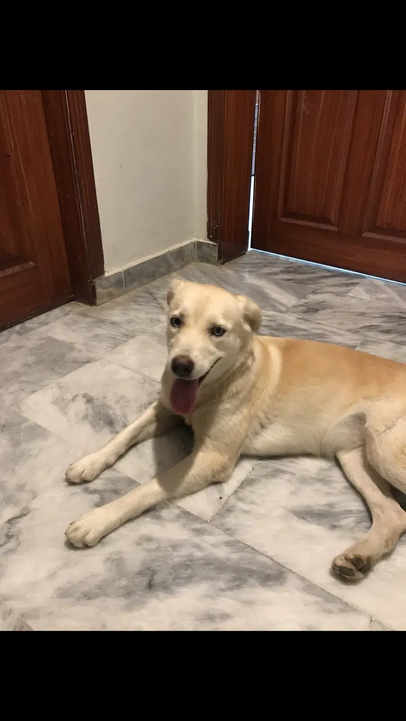 Labrador female available ( with adoption fees only)