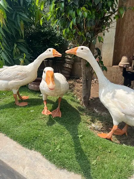 Long neck white ducks Trio for sale