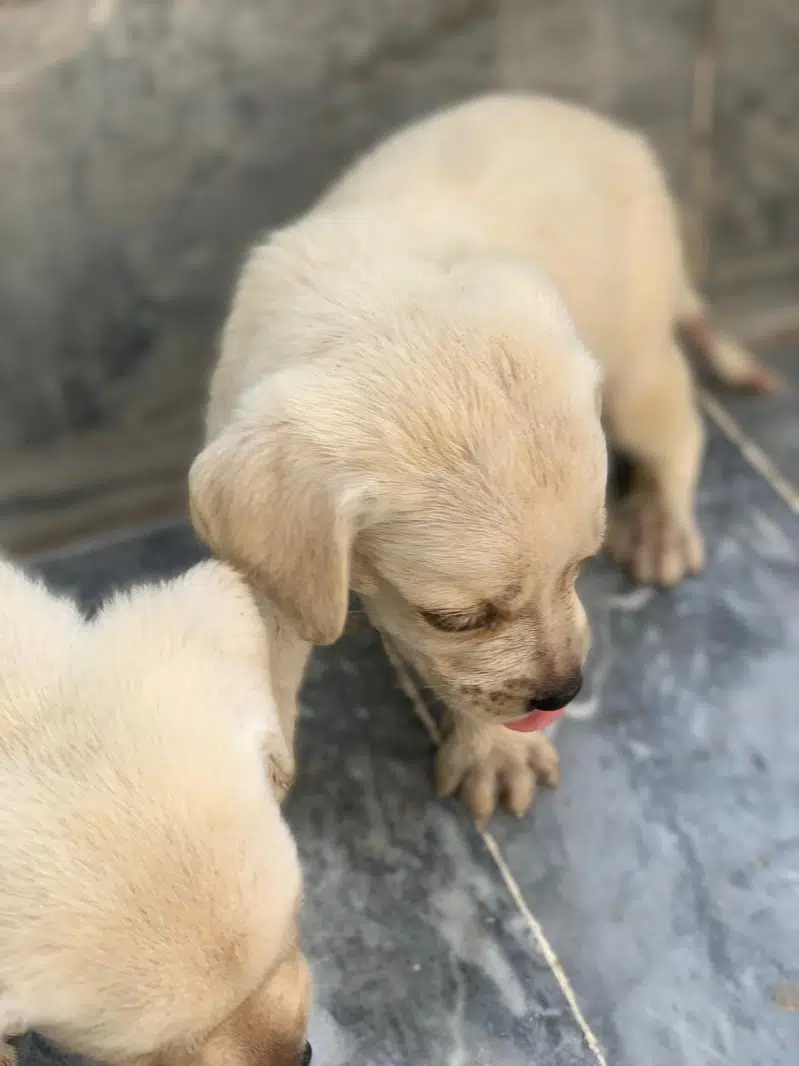 labrador pedigree puppies / dog for sell