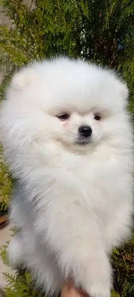 Pomeranian puppies available for booking