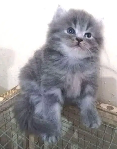 high quality persian kittens available