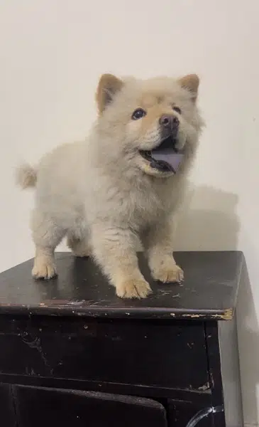 Chow chow imported female available