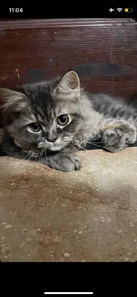 Playful persian Cat (age 6 months)