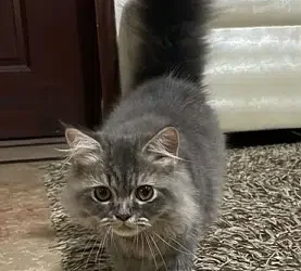 Playful persian Cat (age 6 months