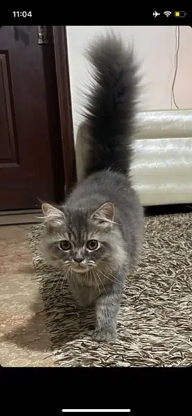 Playful persian Cat (age 6 months)