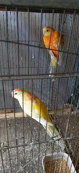 some quality birds up for sale