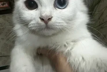 kitten 4 month old