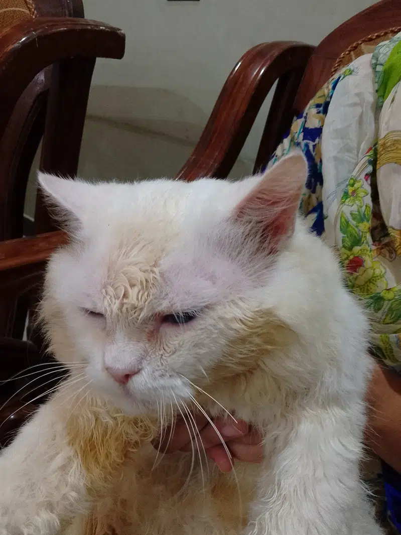 PERSIAN WHITE MALE CAT YELLOW AND BLUE EYES