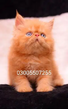 Persian peki male kittens for sale