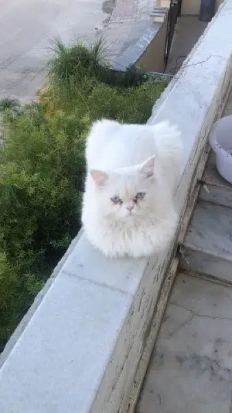 Pure white vaccinated persian male Cat 7 months old