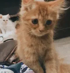 Male Ginger Triple coated Persian Kitten